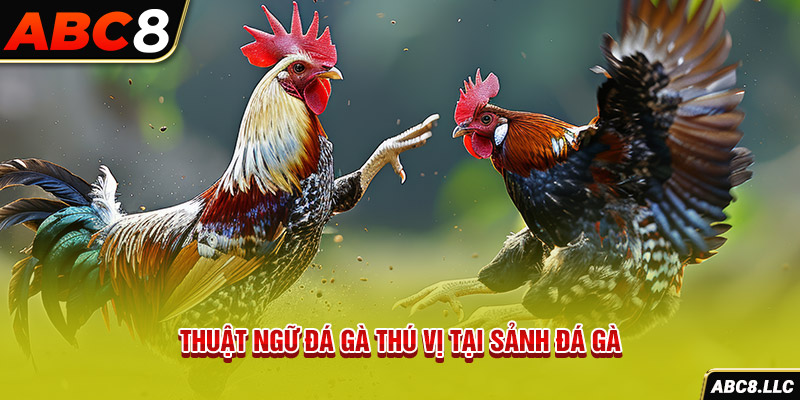 Thuật ngữ đá gà thú vị tại sảnh đá gà